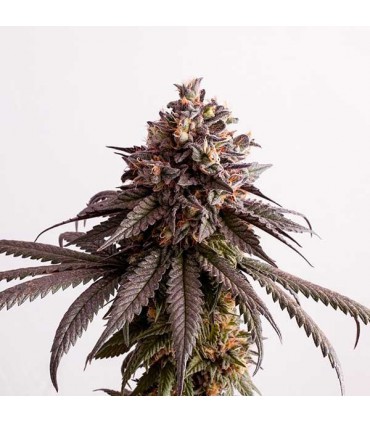 GELATO BERRYS