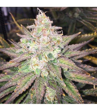 TANGIE X STRAWBERRY BANANA