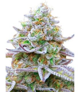 Gorilla x zkittlez