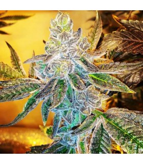 ZKITTLEZ X GIRL SCOUT COOKIES