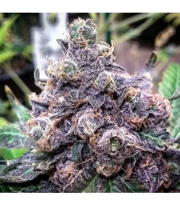 Blue mango x gran daddy