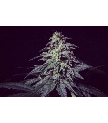 GELATO BLACK AUTO