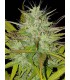 CHEMDOG AUTO