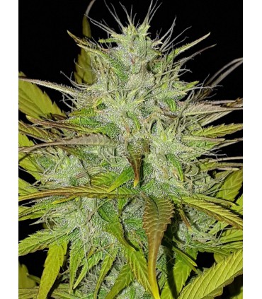 CHEMDOG AUTO