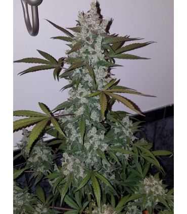 GIRL SCOUT COOKIES AUTO