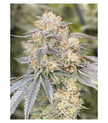 GELATO GORILLA X ZKITTLEZ AUTO