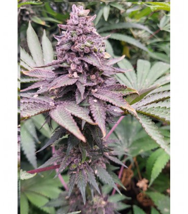 WATERMELON X CHAMPAGNE