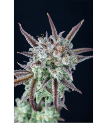 STRAWBERRY X BANANA X ZKITTLEZ AUTO