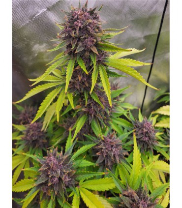 VIOLET X ZKITTLEZ AUTO