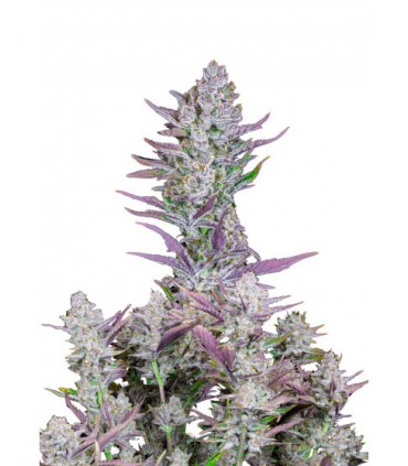 WEDDING GLUE 4 X ZKITTLEZ AUTO