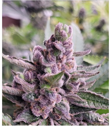 SWEET GUM X CHERRY PIE