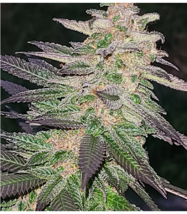 FORBIDDEN X ZKITTLEZ AUTO