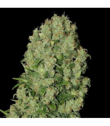 WHITE RUSSIAN