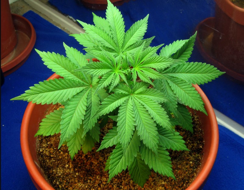Ventajas e inconvenientes de las semillas de cannabis